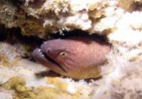 Moray in the Marianas shot w/Sony Mavica digital still w/... by Martin Dalsaso 